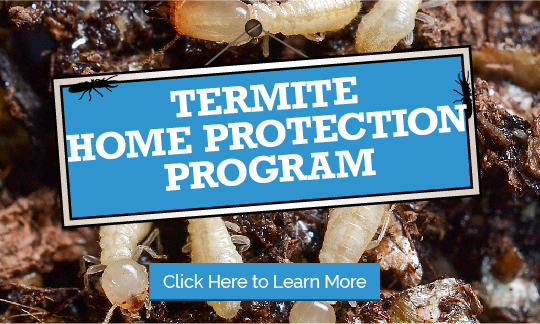 Termite Monitoring Program